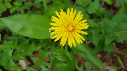 yellow dandelion flower