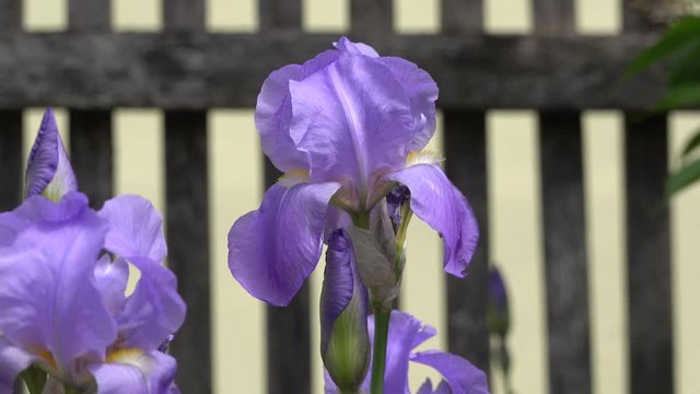 Purple bearded Iris germanica flower in front of a wooden fence, close up, german Iris in the morning light, macro, Deutsche Schwertlilie