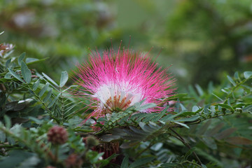 Flowers are god's gift to this planet.