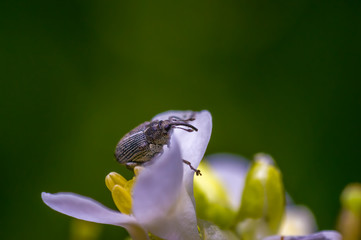 small beetle in high season grass