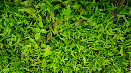 green grass background