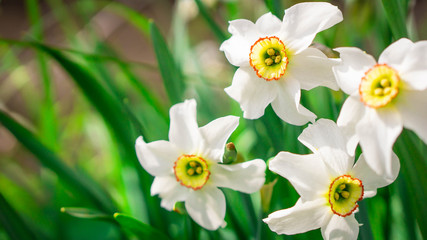 white and yellow narcissus