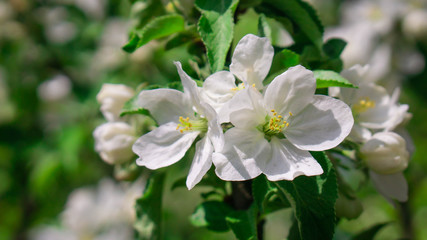 white flowers in the garden
