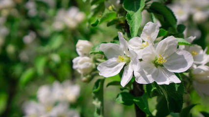 white flowers in the garden
