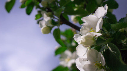 white magnolia flowers