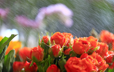 Many red roses,in the garden