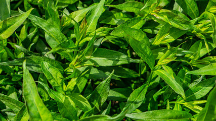 green grass background