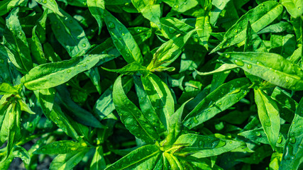 close up of green peas in the garden
