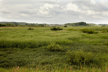 Grass on a wind. Wide field of green grass. Water meadow field.