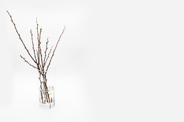 Twigs from a tree in a glass against white background. Trees branches with buds in the glass.