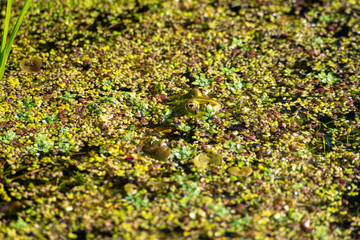 Teichfrosch zwischen Wasserpflanzen in einen Graben