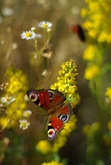 Butterfly, spring flowers, blooming garden.