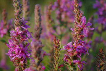 lavender flowers in the garden