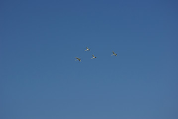 birds in the sky