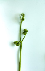 the stem of a green fern