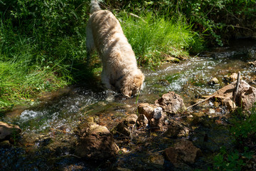 Golden retriever enjoying the river