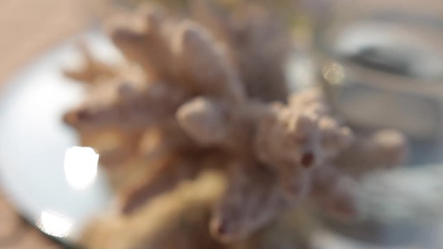 Nautical beach house decor: natural brown stem sea coral in slow motion. Decorative lace coral decoration in the sunset light, close-up.
