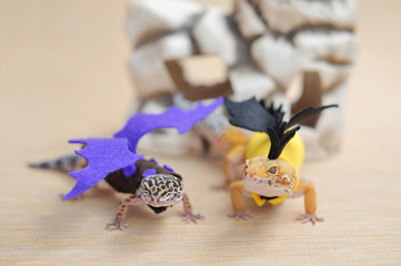 Cute gecko eublepharis in dragon costumes walk on a light background