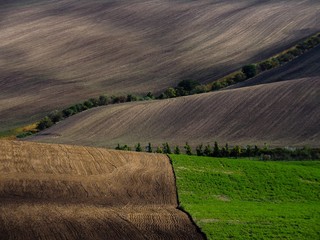 field of wheat