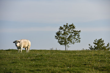 agriculture agricole elevage paysage Wallonie Belgique lait vache