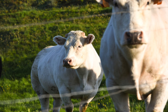 agriculture agricole elevage paysage Wallonie Belgique lait vache
