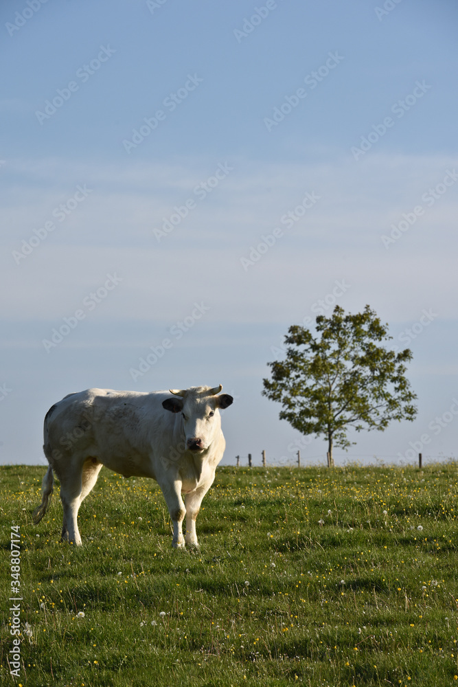 Wall mural agriculture agricole elevage paysage wallonie belgique lait vache