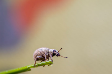 small beetle in high season grass