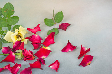 Fallen petals of old roses on the floor