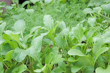 Fresh green bog choy in vegetables garden