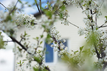White cherry flowers on a sunny spring day