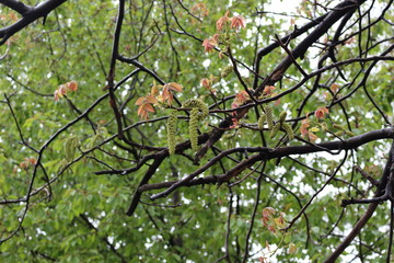 
Flowers bloomed on a walnut tree. They look like green earrings