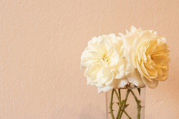 A small bouquet of cream roses on a peach wall background