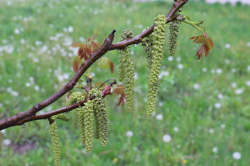 
Flowers bloomed on a walnut tree. They look like green earrings