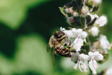 Biene auf einer Blume