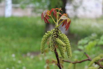 
Flowers bloomed on a walnut tree. They look like green earrings