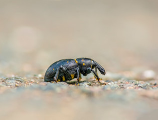 small beetle in high season grass