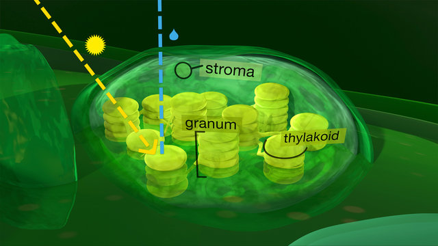 Chloroplast structure, 3d illustration. Sectional view showing the chloroplast of a plant cell, where the photosynthesis is performed. Labeled version.