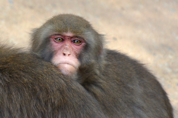 Young Japanese Macaque Primate Snow Monkey