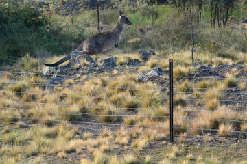 Kangaroo Jumping over a farm fence in the outback of Australia