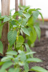 Young flowering seedlings of pepper. White pepper flowers in the garden greenhouse.