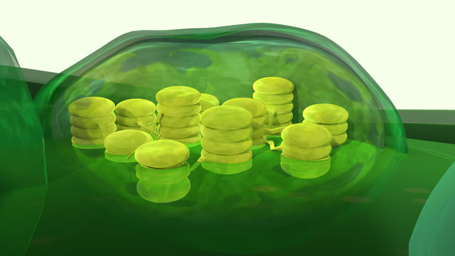 Chloroplast Unlabeled