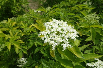 A lot of white flowers of Sambucus nigra in May