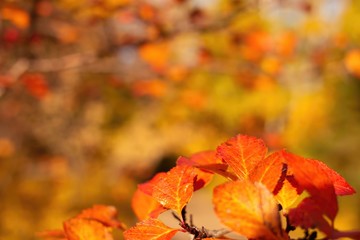 Red foliage of berry shrub on yellow background in the fall at sunny day, close up with copy cpase, selective focus
