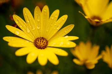 flowers, macro, red, yellow, green, fresh, spring, nature, leaf, tulips, fuchsia, wild, garden, close up, green onion, pink, white, background, plants