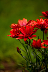 flowers, macro, red, yellow, green, fresh, spring, nature, leaf, tulips, fuchsia, wild, garden, close up, green onion, pink, white, background, plants