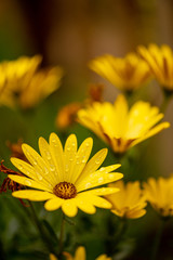 flowers, macro, red, yellow, green, fresh, spring, nature, leaf, tulips, fuchsia, wild, garden, close up, green onion, pink, white, background, plants
