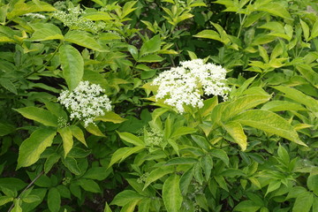 Flowering bush of Sambucus nigra in May
