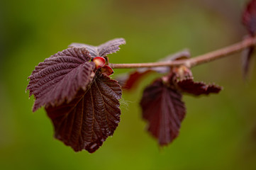 flowers, macro, red, yellow, green, fresh, spring, nature, leaf, tulips, fuchsia, wild, garden, close up, green onion, pink, white, background, plants