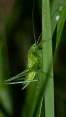 Close-up of green cricket climbing a blade of grass 