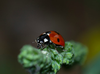 detail of seven-point ladybird on a leaf